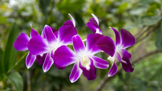 Flowers natural purple orchid photo