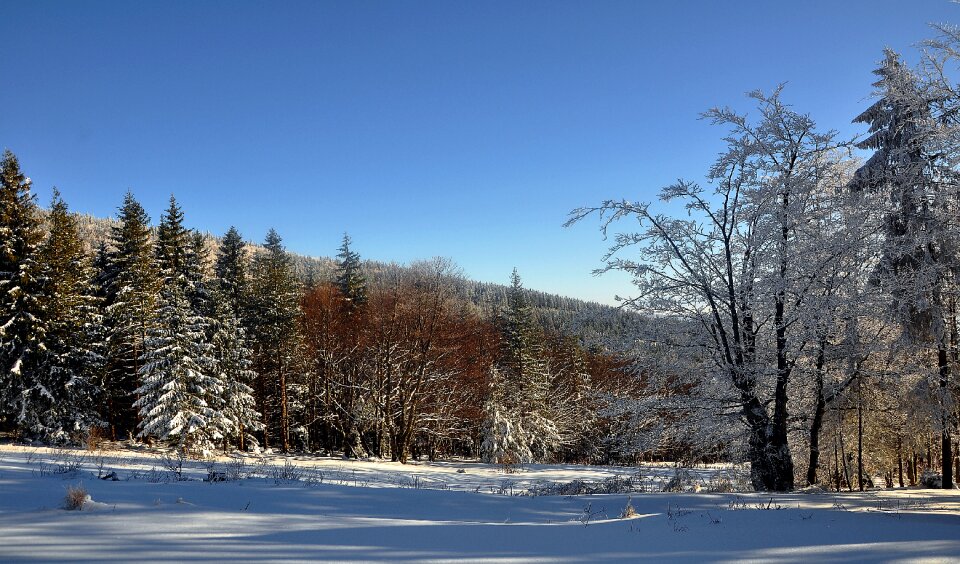 Tree landscape beskids photo