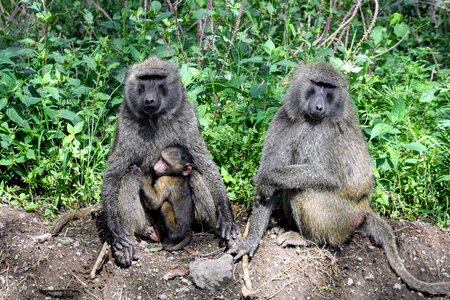 Primate nature kenya