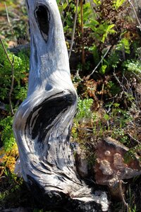 Tree bleached nature
