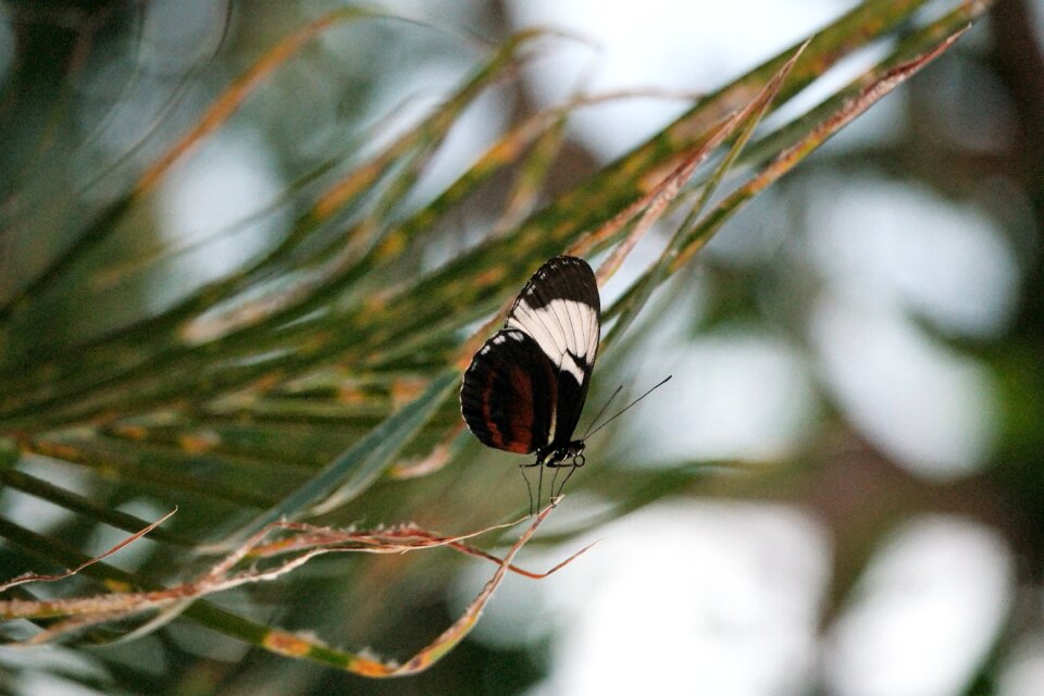 Wing summer animal world
