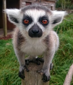 Animal cute lemur photo
