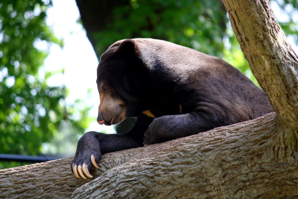 Sun bear nature
