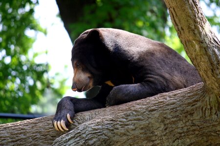 Sun bear nature