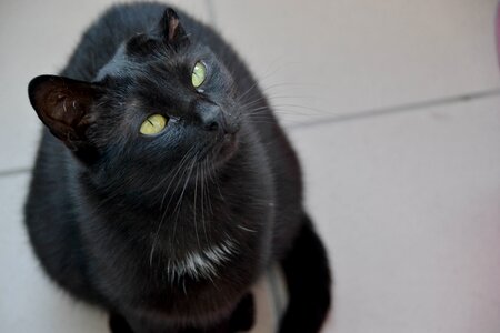 Sitting cat cat staring domestic cat photo