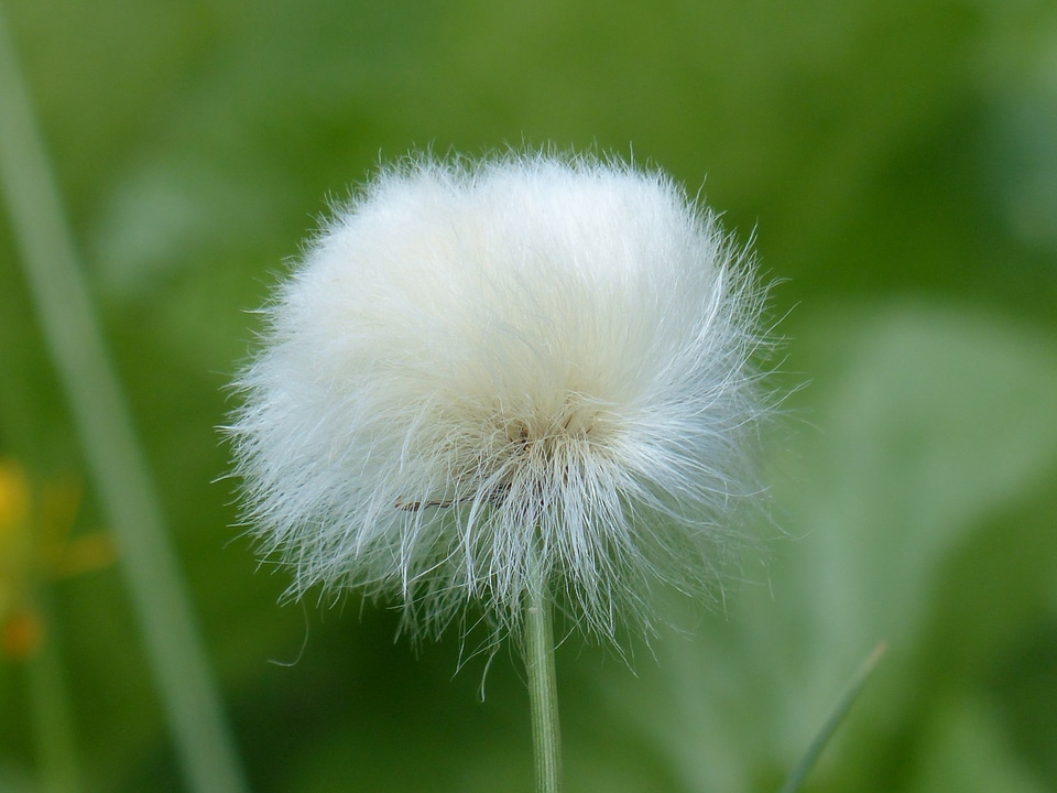 Sour grass greenhouse cyperaceae alpine cottongrass