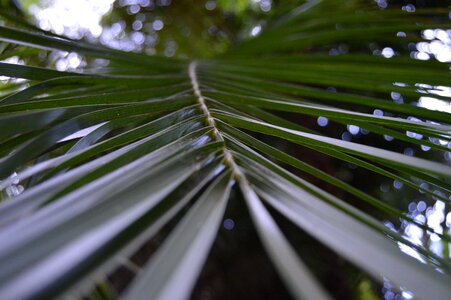 Tree flora growth