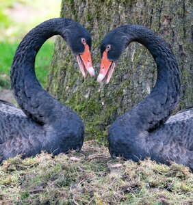 Animal dear swan