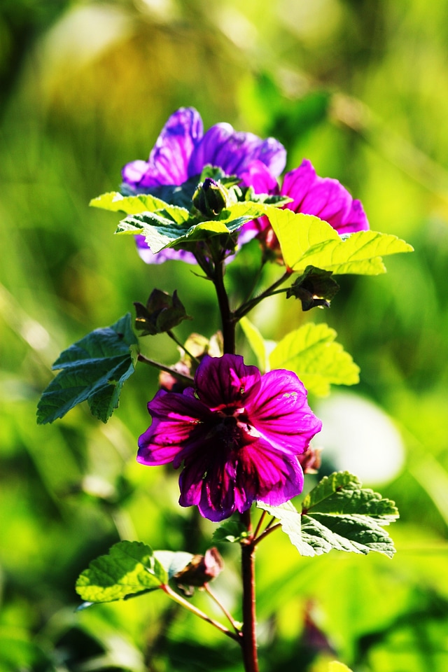 Flowers purple purple flowers