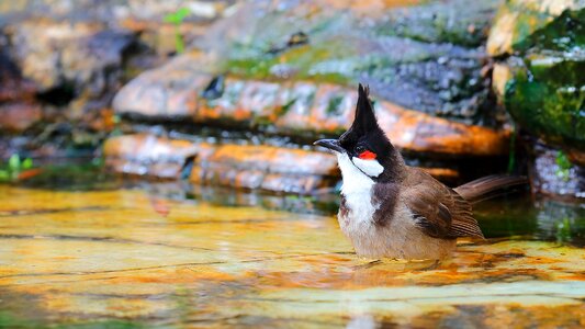 Outdoors wildlife photo