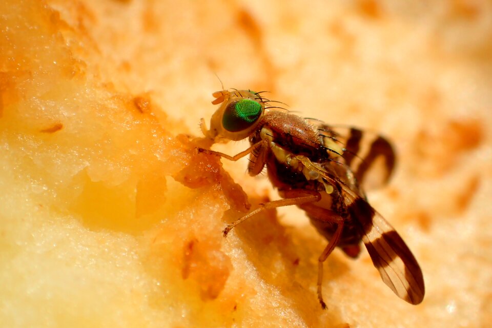 Close up fly eat