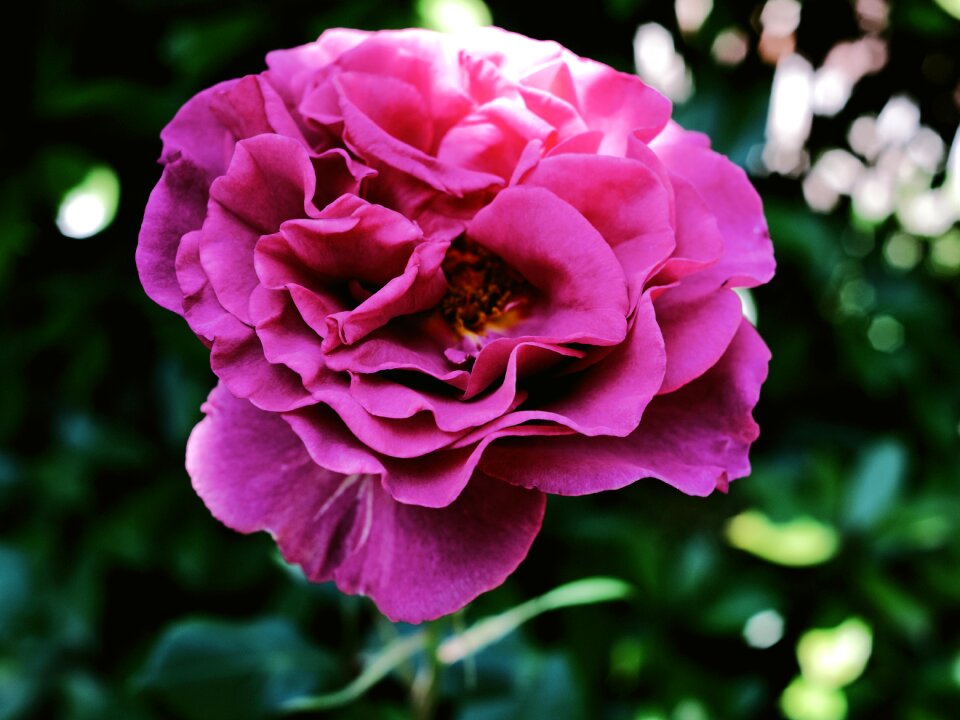 Flowers rosa violet
