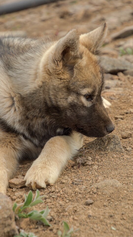 Greenland summer animal photo