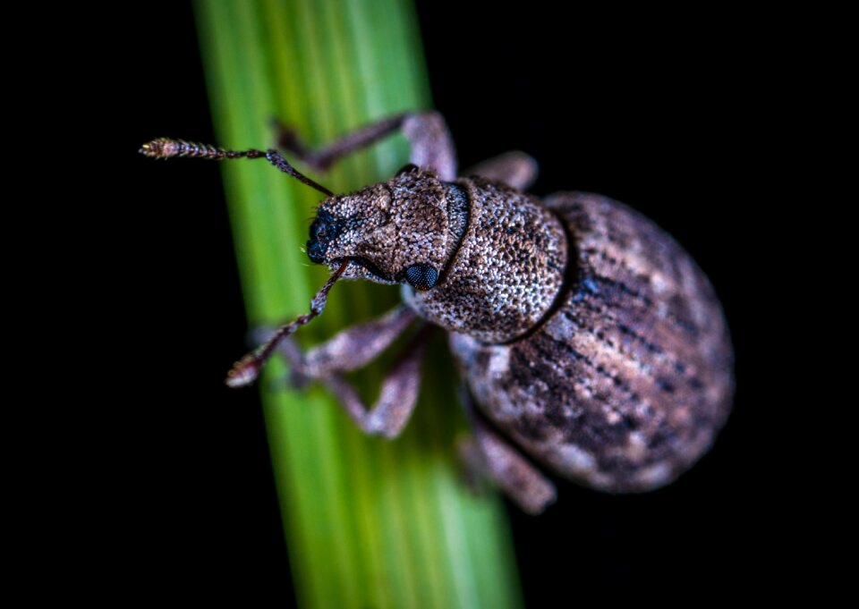 Bespozvonochnoe macro weevil