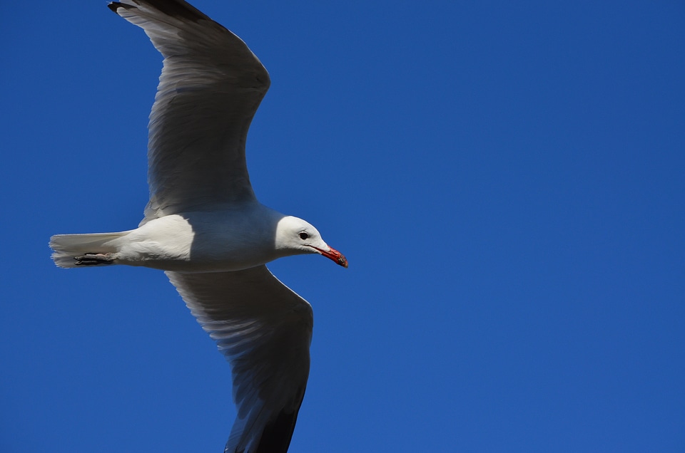 Coast water bird flight