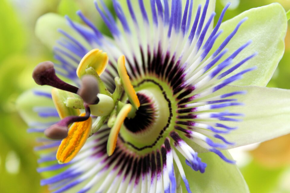 Close up garden tropical
