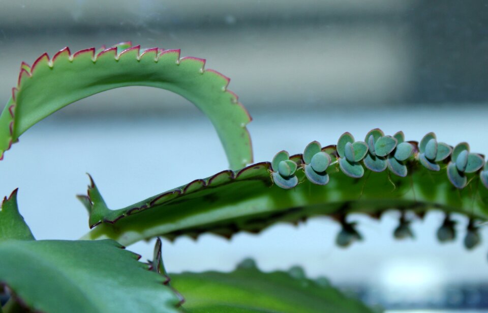 Viviparous plant nature