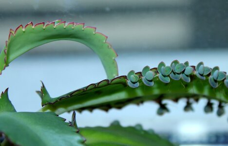 Viviparous plant nature