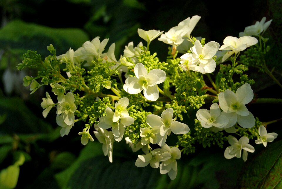 Hydrangea dębolistna garden petal