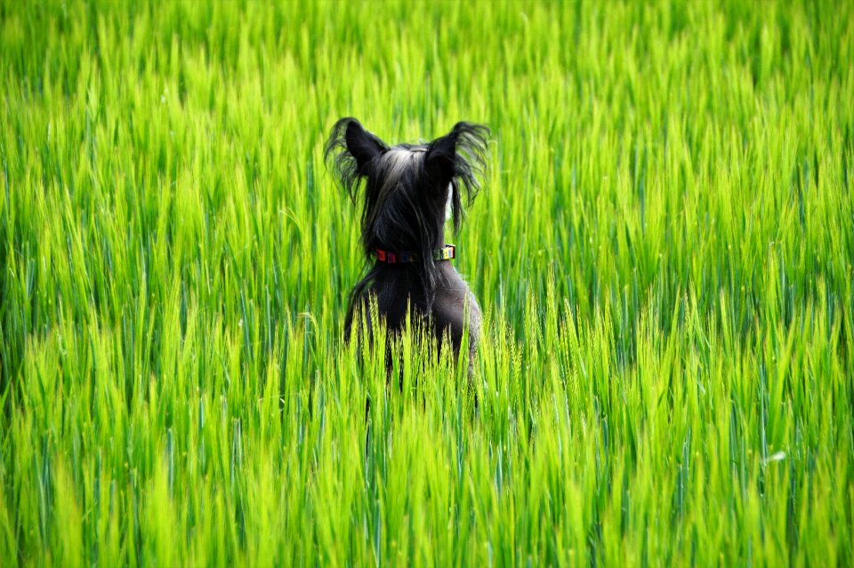 Summer standing the dog in the grain agriculture