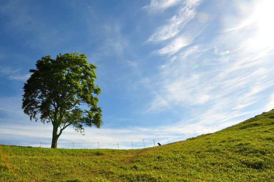 Wood landscape grass