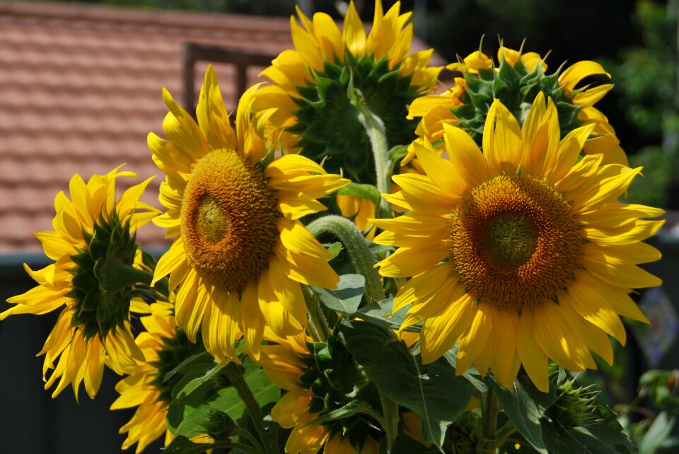 Summer sunflower floral