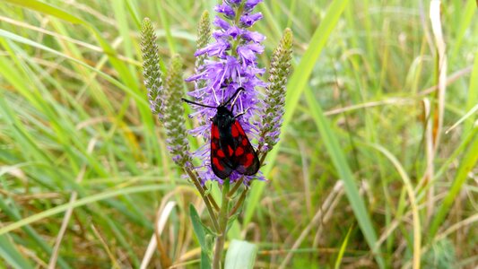 Summer lawn butterfly