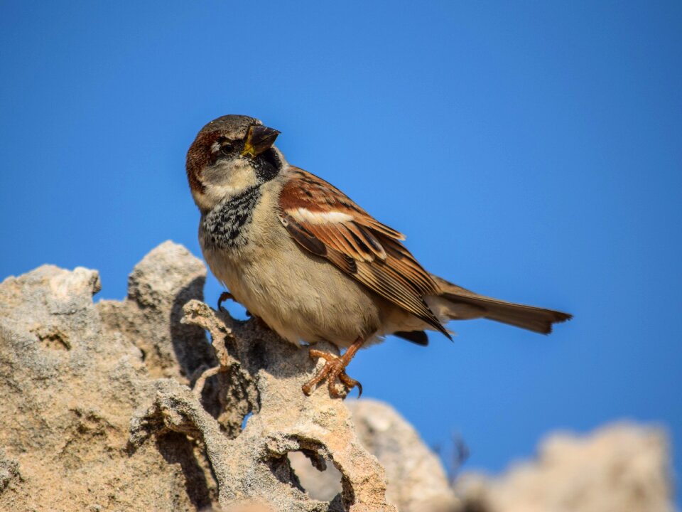 Wildlife animal outdoors