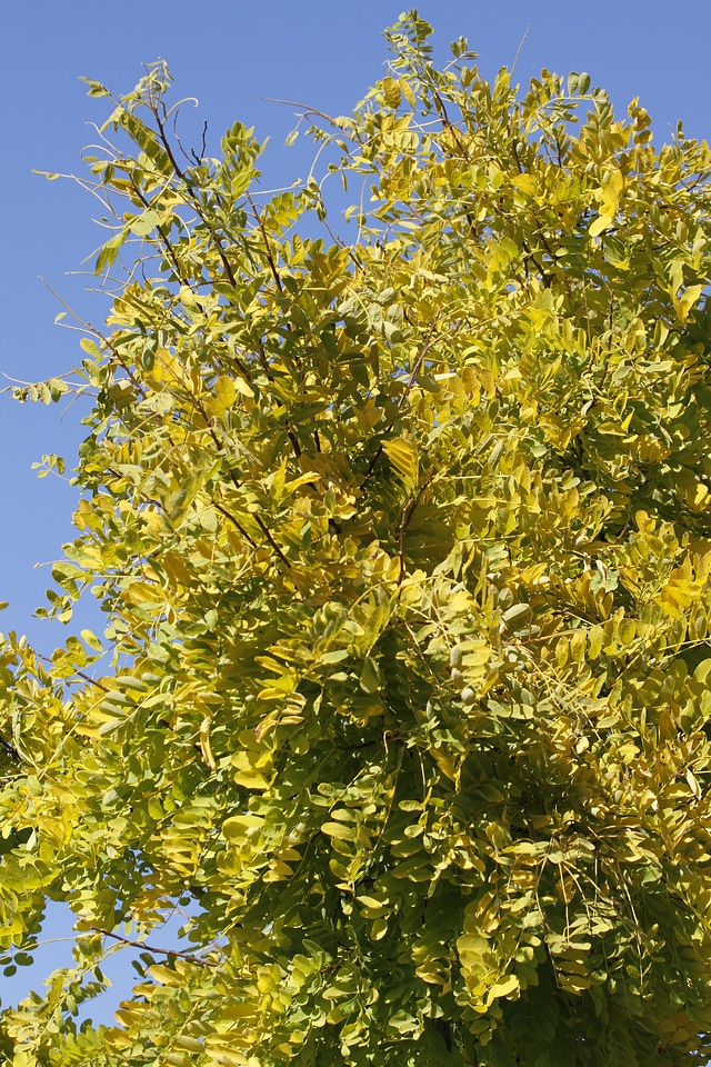 Leather sleeves tree gleditsia triacanthos gold