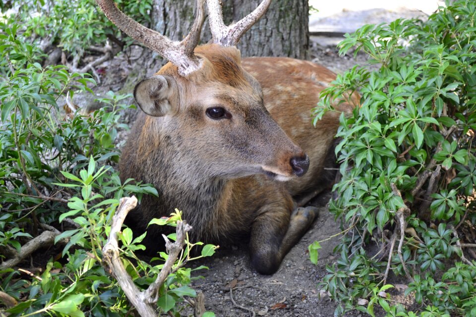 Animal wood deer