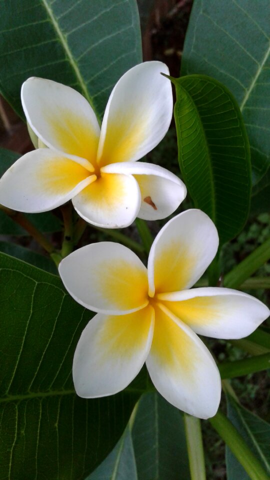Plant flower nature