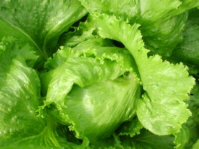 Plant vegetable lettuce photo