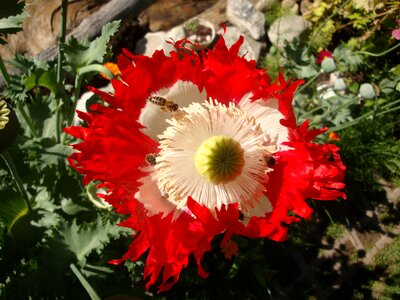 Plant nature floral