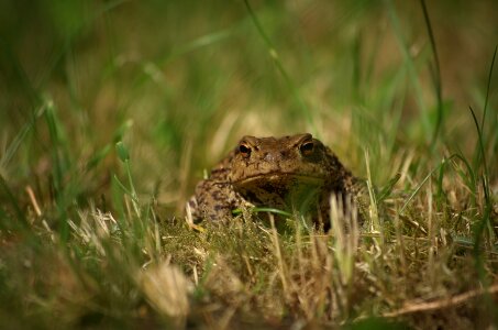 Grass frog amphibian photo