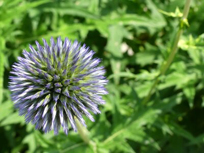 Summer flowers close up