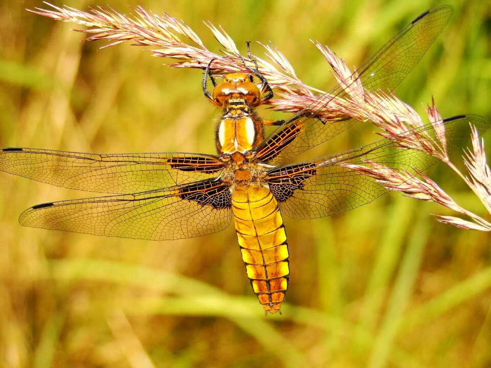 Animals dragonfly płaskobrzucha female