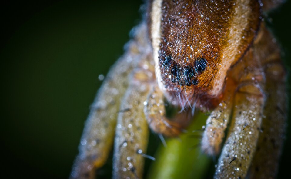 No one bespozvonochnoe spider