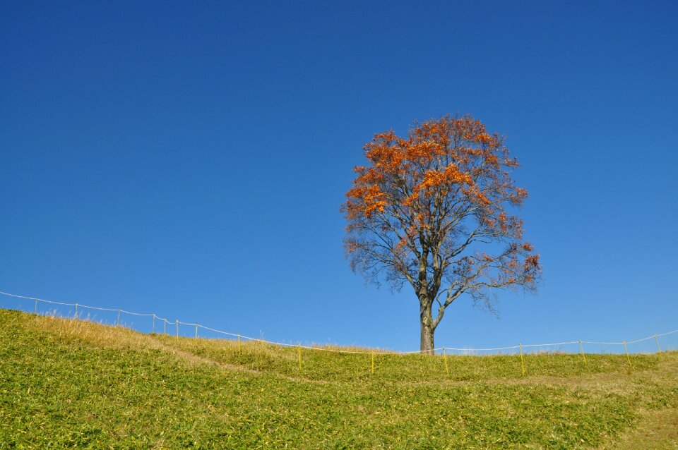 Landscape blue sky wood