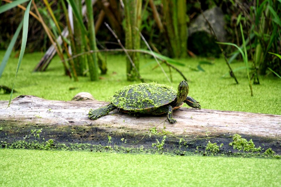Water park reptile