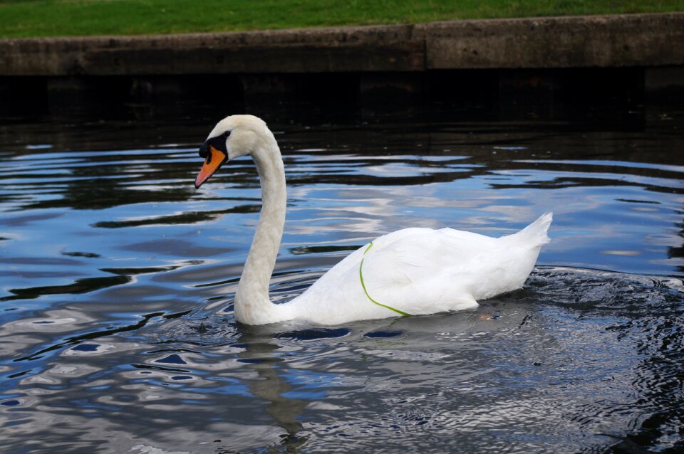 Lake swan nature