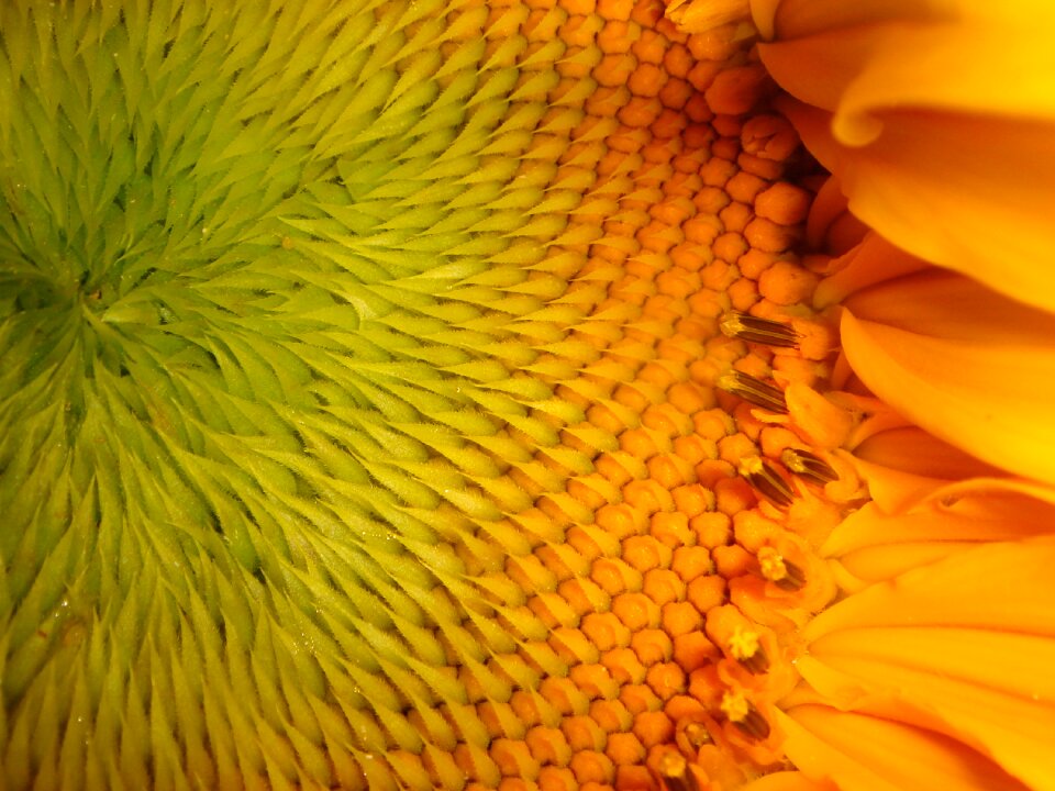 Desktop closeup sunflower