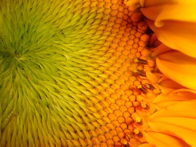Desktop closeup sunflower photo