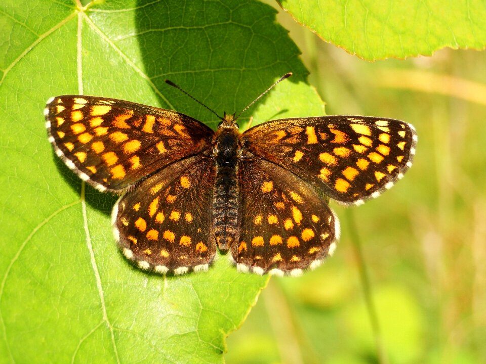 Animals at the court of butterfly
