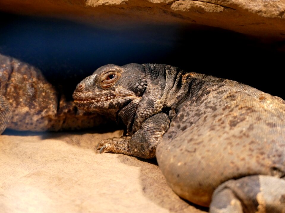 Wilhelma nature reptile