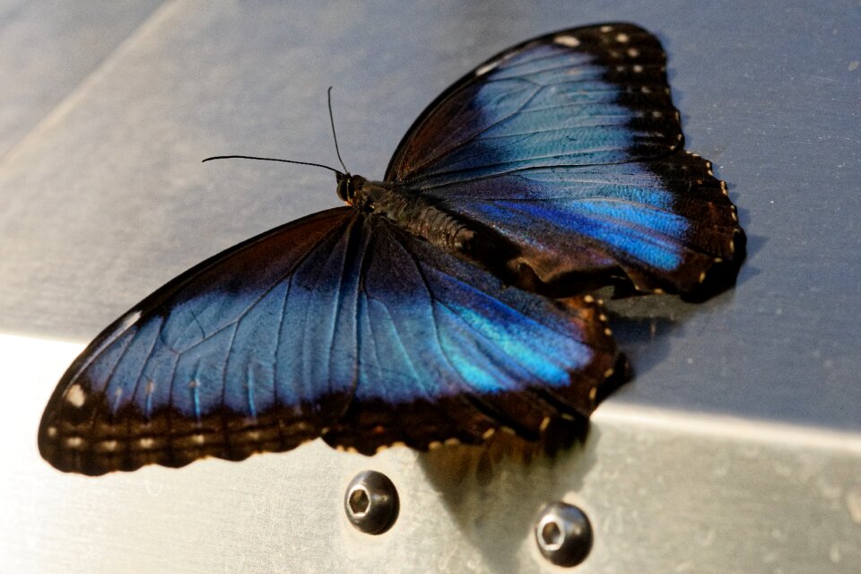 Nature wing lepidoptera