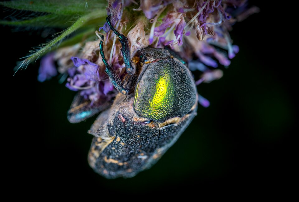 Krupnyj plan color chafer photo