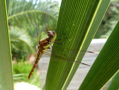 Animal nature plant photo