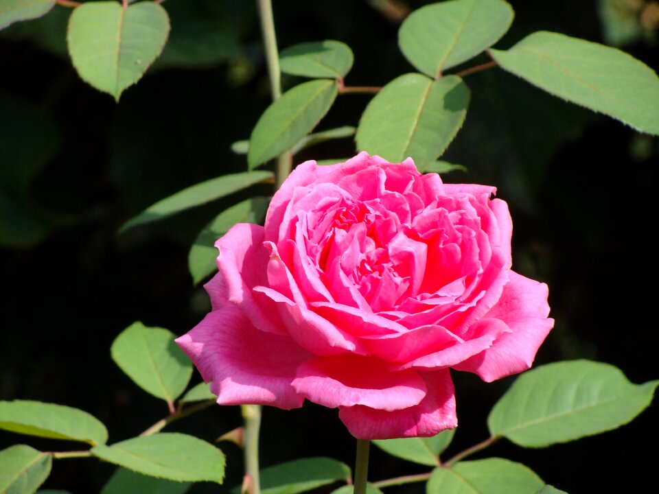 Leaf rosa nature
