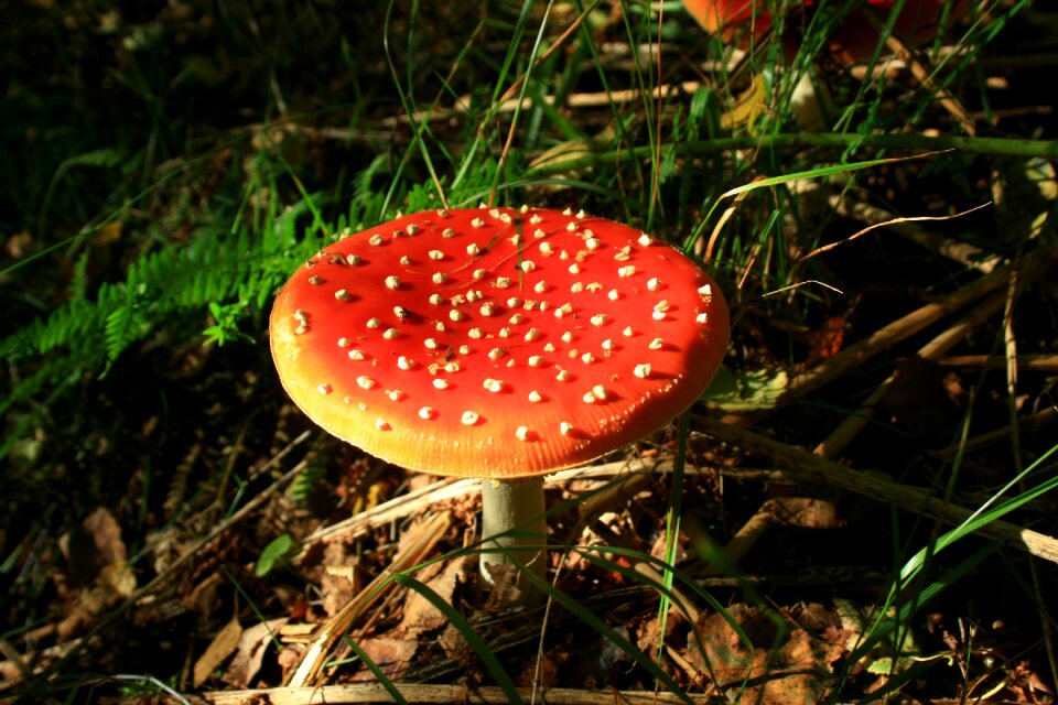 Nature autumn toxic