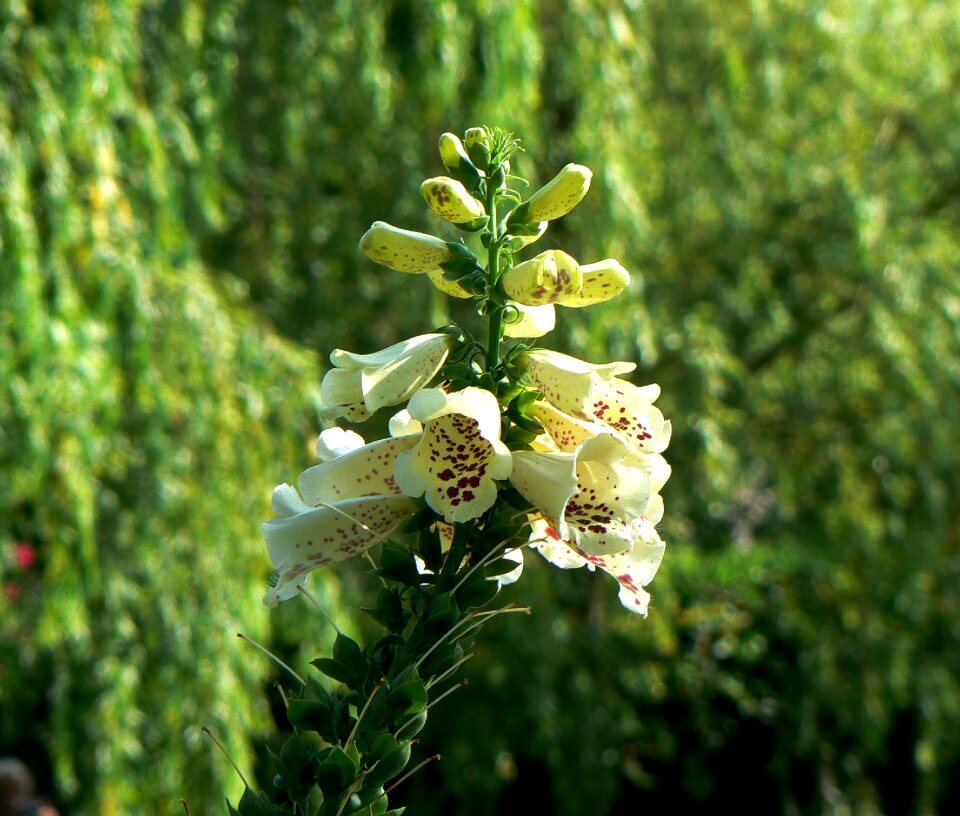 Nature bell garden